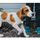 Belkin Secure Holder with Key Ring For AirTag White