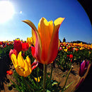 Olloclip 4-In-1 Lens for iPhone 6/6S/6 Plus/6S Plus - Red Lens, Black Clip